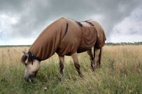 top equine medicine studies